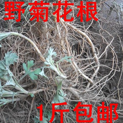 天然菊花根河南南阳下火凉茶