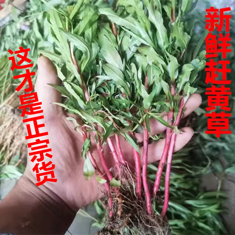 中草药新鲜赶黄草扯根菜山黄鳝水杨柳水泽兰水滓蓝