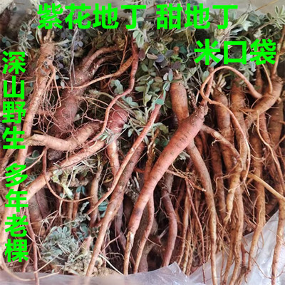 新鲜紫花地丁萝卜甜地丁老鼠布袋