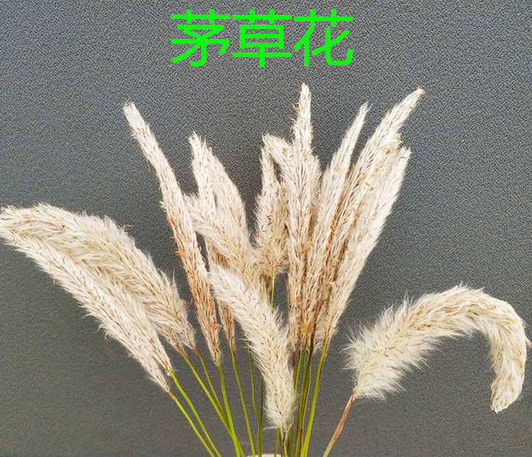 干茅草花白茅花茅芽穗茅针茅草花白茅根茅草根去鼻血2件包邮