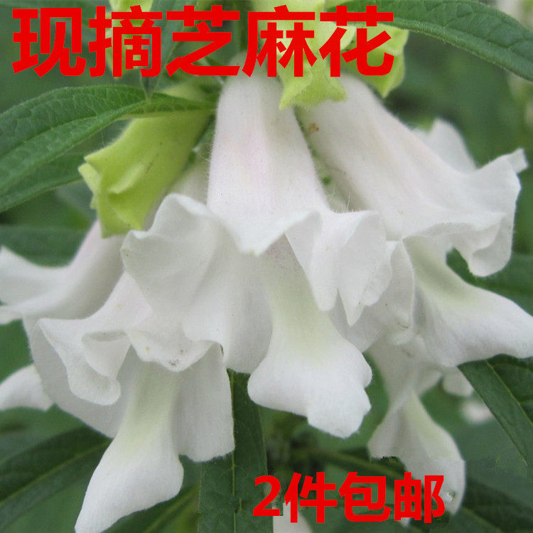 现摘新鲜芝麻花黑芝麻花麻子花白芝麻花干芝麻花芝麻花干芝麻杆