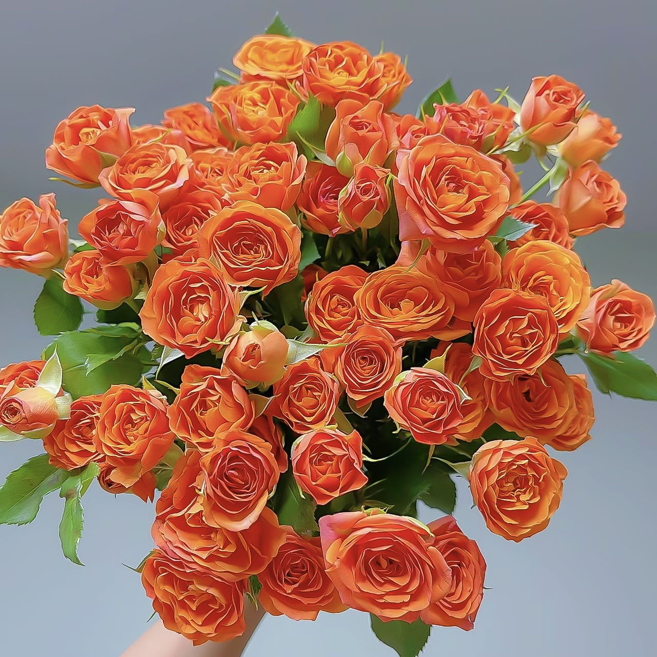 多头玫瑰-橙色芭比10枝【任意2单冷链包邮】云南鲜花