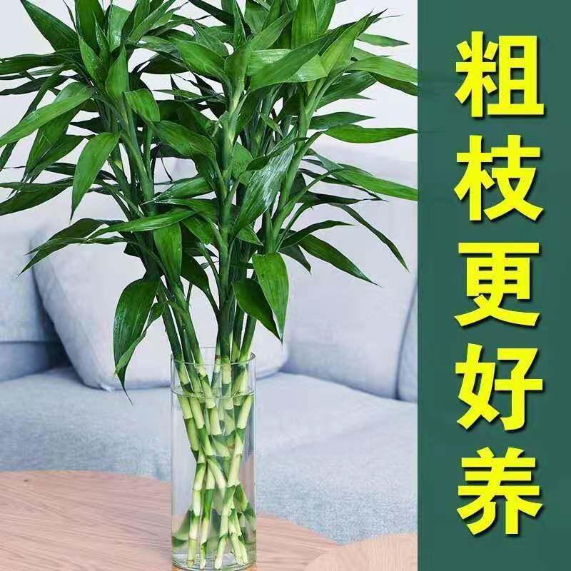 富贵竹水养基地直发水培植物转运竹绿植盆景包邮净化空气四季水养