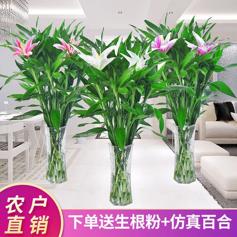 富贵竹水培植物水养好客厅送百合绿萝竹子绿植盆栽花卉植物室内花