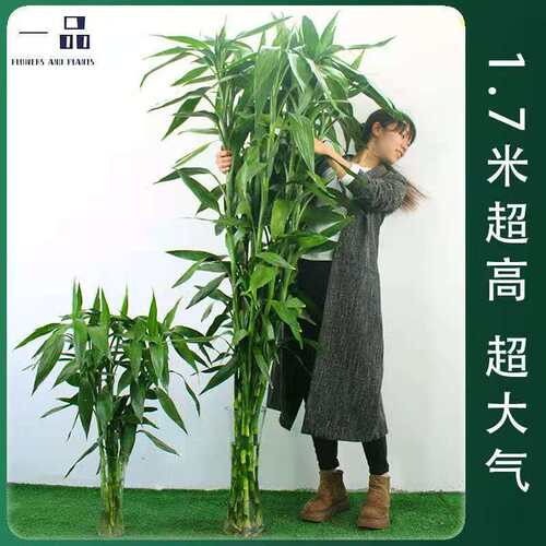 【1.5米特大竹】富贵竹水养水培