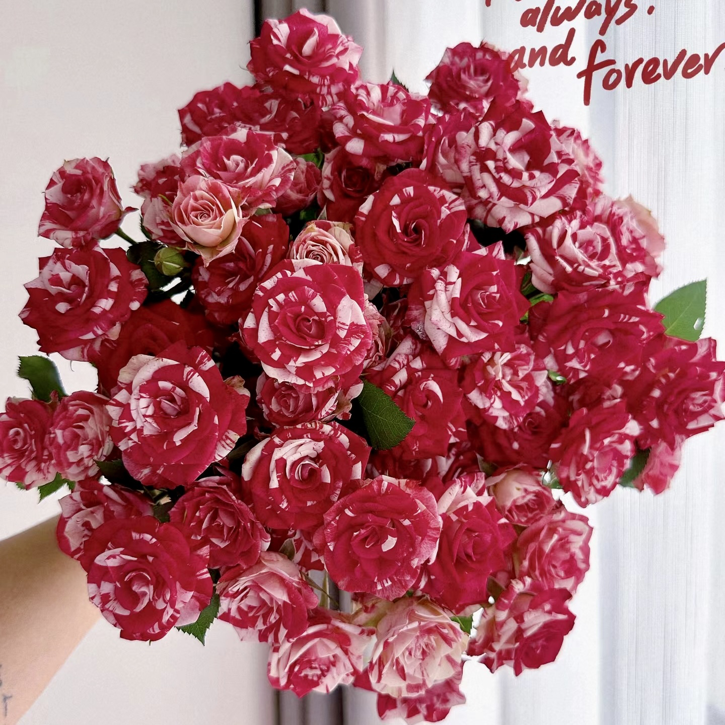 多头玫瑰-梦幻水晶10枝【任意2单冷链包邮】云南鲜花