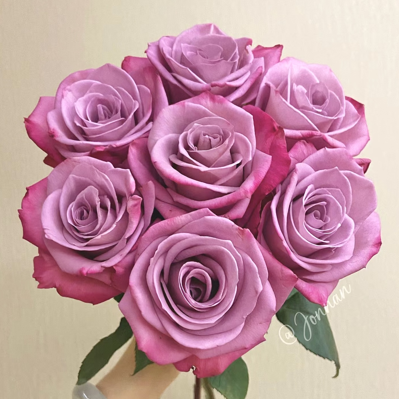 波斯王子玫瑰20枝一单包邮云南鲜花