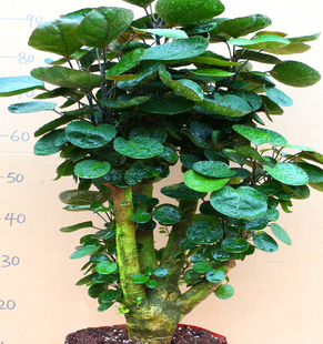 圆叶羽叶福禄桐盆景金钱兜盆栽室内客厅阳台花卉植物金钱桐盆栽