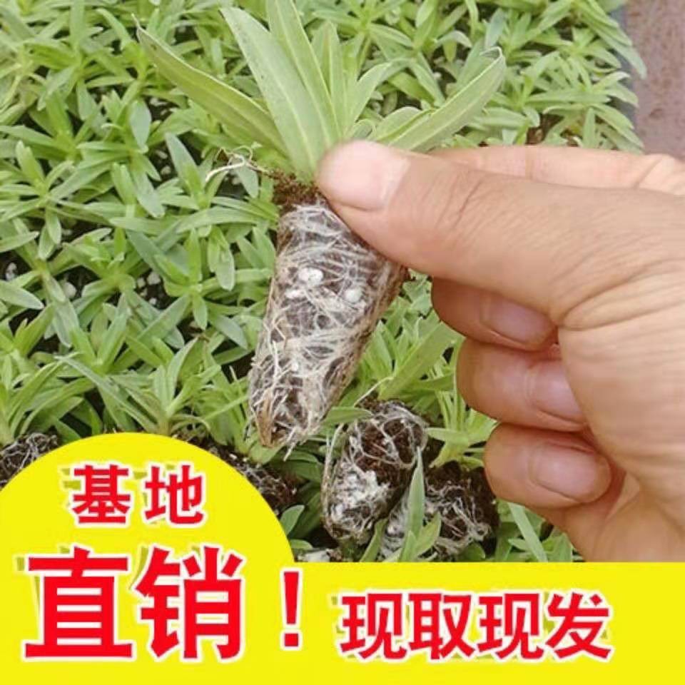 易养重瓣伊洛斯满天星花卉小苗