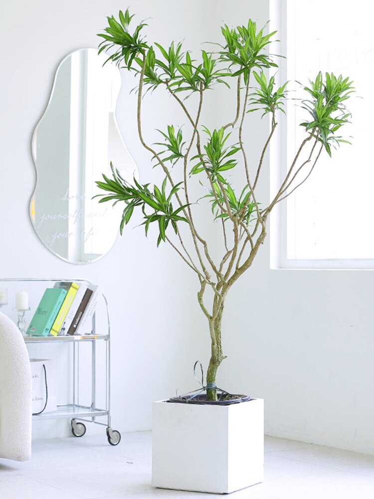 造型百合竹北欧风网红大型绿植盆栽客厅办公室阳台净化空气吸甲醛