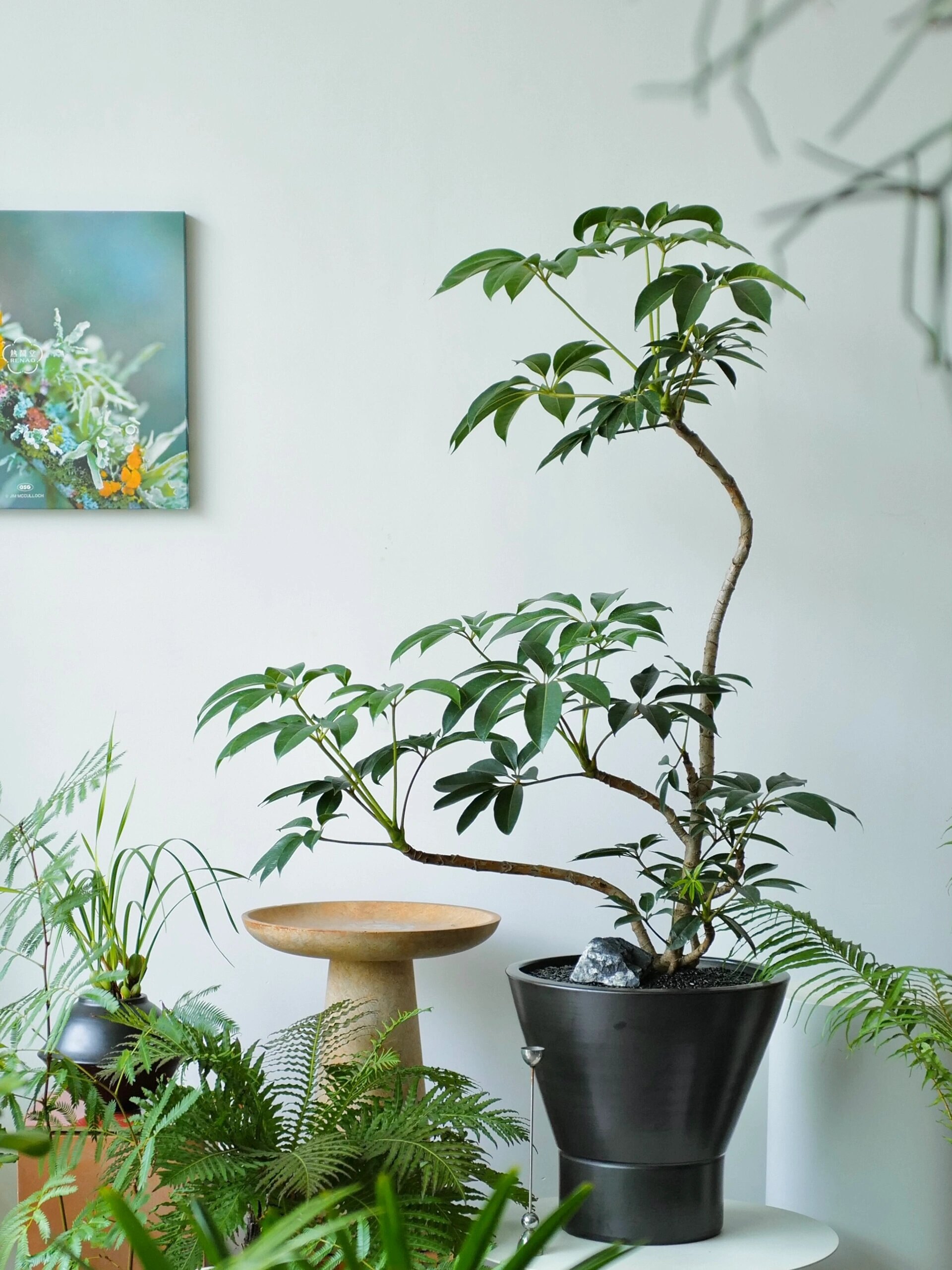 日本大叶伞保罗盆栽造型观叶植物室内客厅净化空气北欧风网红绿植