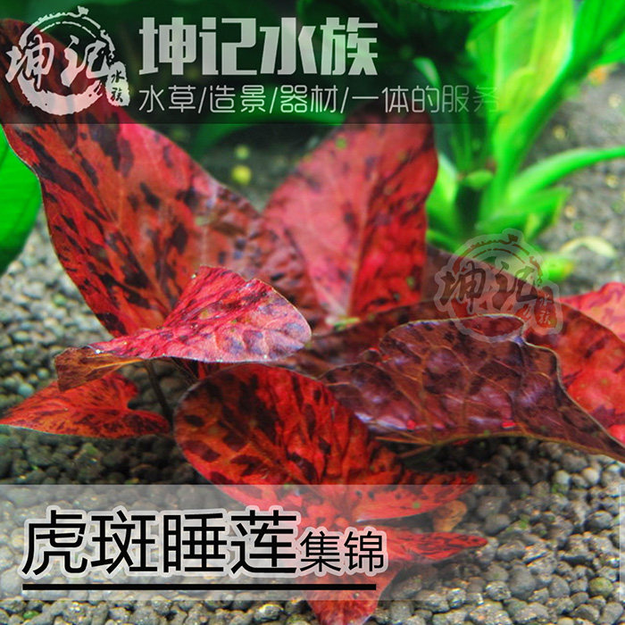 坤记水族 鱼缸造景水草红虎 四色虎 虎斑睡莲水族箱装饰植物活体
