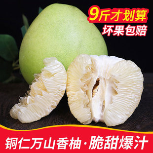 万山香柚贵州铜仁老树冰糖柚白心小香柚脆甜多汁应季水果水晶柚子