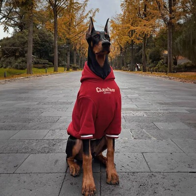 大型犬金毛卫衣加绒保暖防掉毛