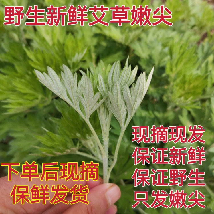 只发嫩尖新鲜野生小叶艾草艾叶尖艾蒿艾草嫩尖可食用做青团清明果