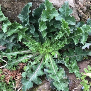 下单现挖野生新鲜花叶滇苦菜续断菊苦马菜苦马菜整棵带根苦苣菜