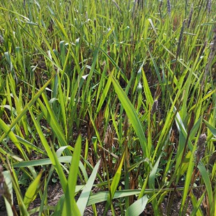 新鲜野生茅草叶白茅草叶子丝茅草叶子兰根茅草喂兔子仓鼠洗澡草药
