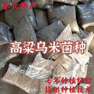 「乌米菌种」东北高粱乌米种子乌苠菌一亩地菌种包邮一分地三分菌