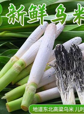 高粱乌米新鲜带青皮乌咪现摘乌苠
