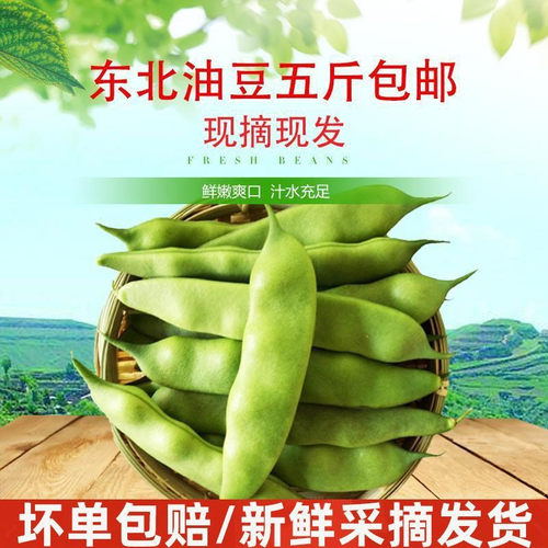 正宗东北油豆角新鲜九月青油豆角