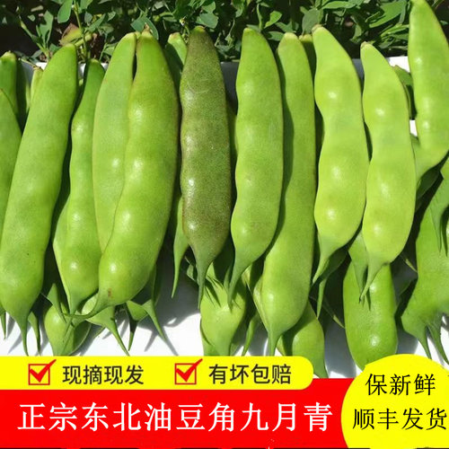 东北油豆角正宗九月青锅烂面豆角