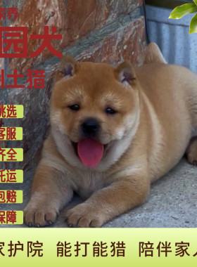 贵州土猎纯种中华田园犬幼崽黄狗白面精品母狗虎头猫耳天生宝塔尾