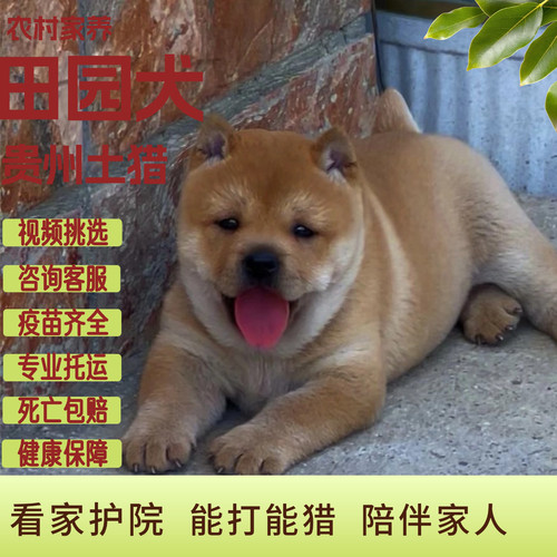 贵州土猎纯种中华田园犬幼崽黄狗白面精品母狗虎头猫耳天生宝塔尾