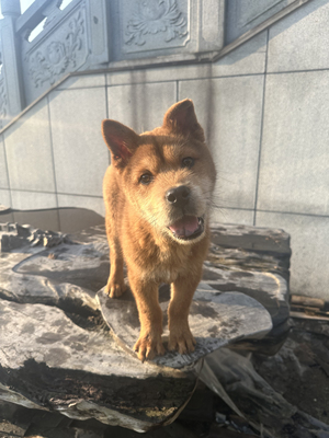 田园犬贵州土猎纯种下司五黑犬黄狗白面幼犬代训狗精品狗活体宠物