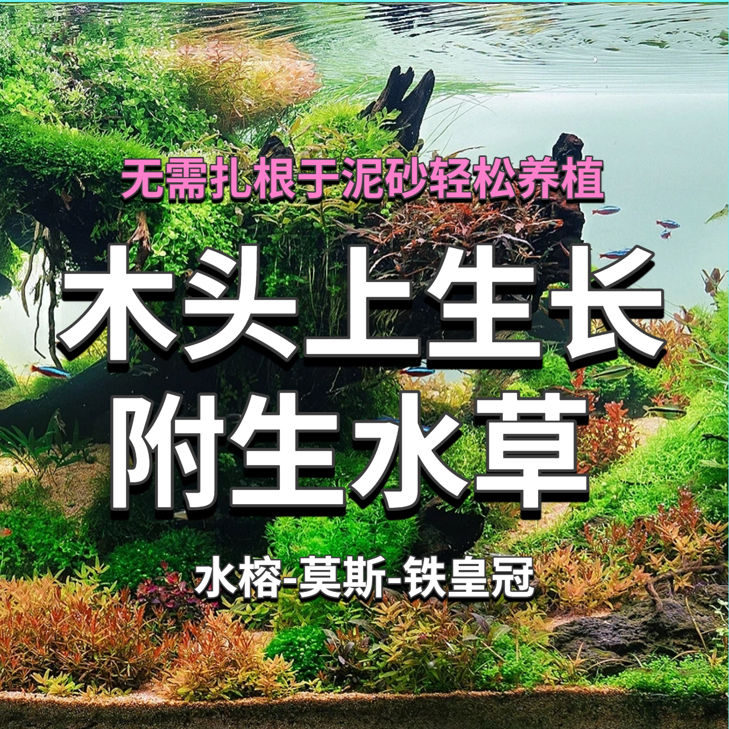 细叶铁皇冠莫斯水榕水下叶造景