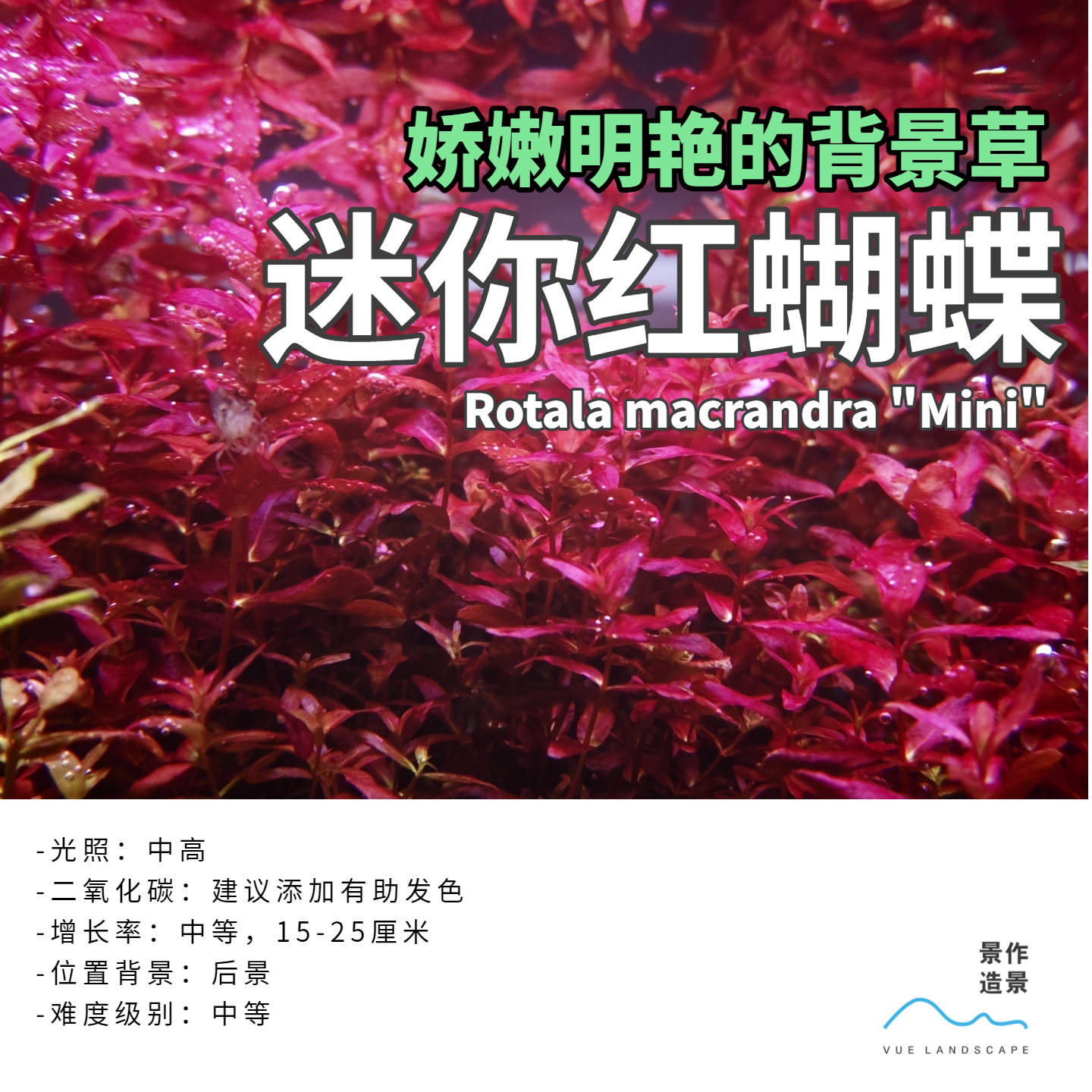 迷你红蝴蝶红色背景草水下叶草缸造景