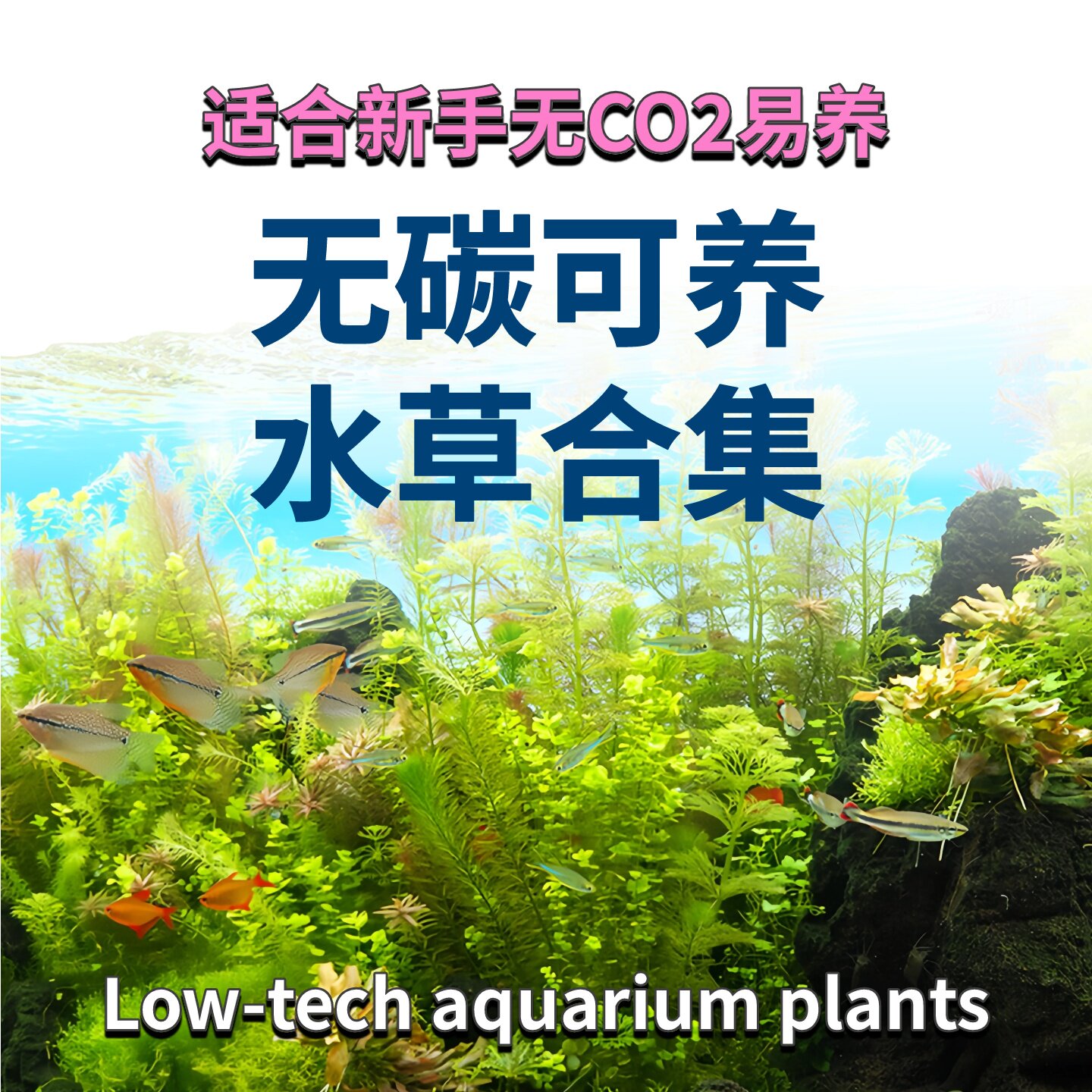 无二氧化碳可养新手友好水草水下叶无菌杯水草造景