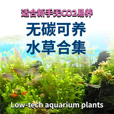 无二氧化碳可养新手友好水草水下叶无菌杯水草造景