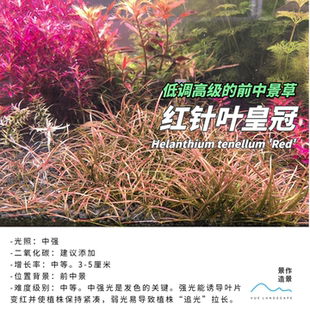 红针叶皇冠稀有水下叶前景水草造景