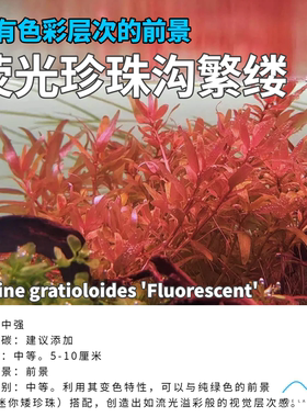 荧光珍珠沟繁缕水下叶前中景水草造景