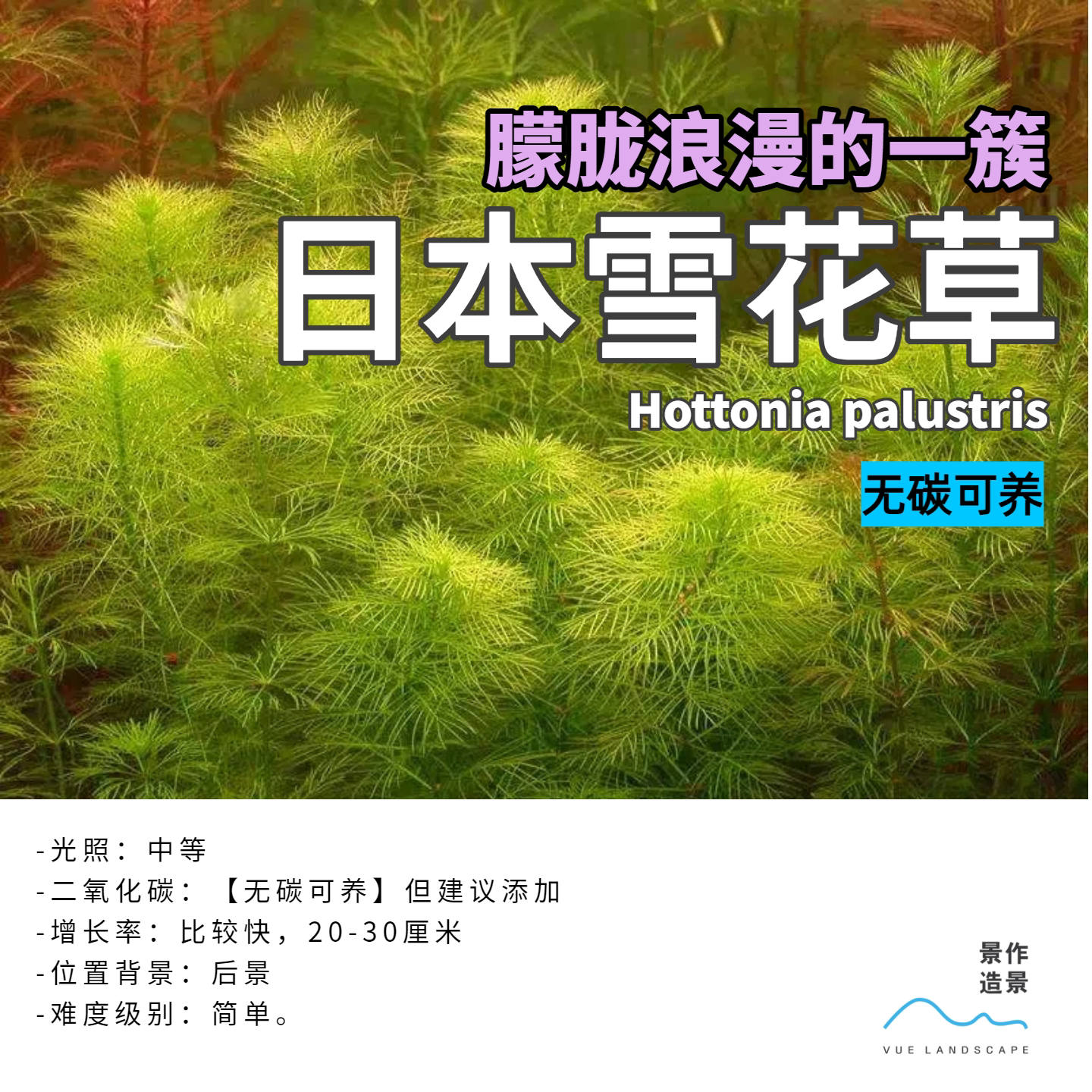 日本雪花草绿羽毛水下叶荷兰景淡水水草造景