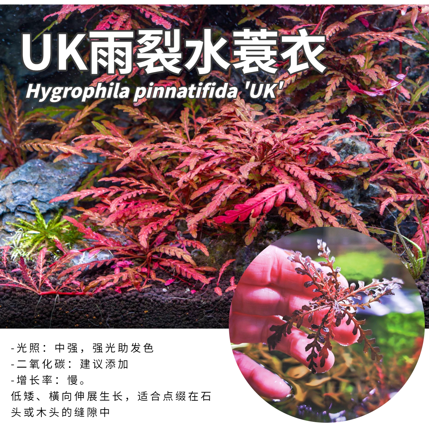UK雨裂水蓑衣水下叶水草造景