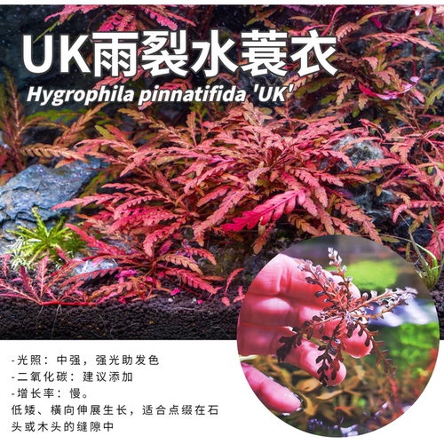 UK雨裂水蓑衣水下叶水草造景
