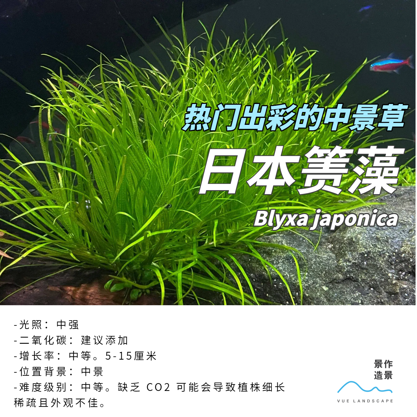 日本箦藻水下叶中景草水族造景