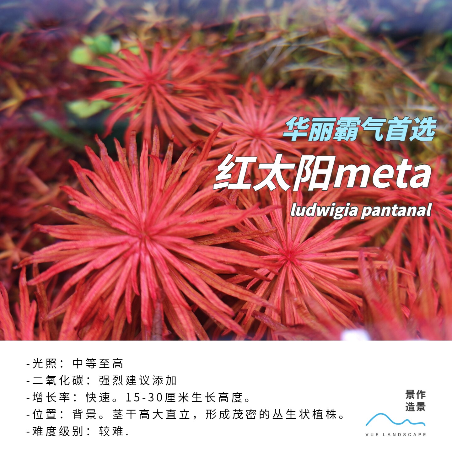 红太阳META水草水下叶红草背景草造景