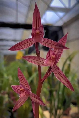 中华红素春剑红素国兰室内外花卉绿植盆栽幽香型一苗60元