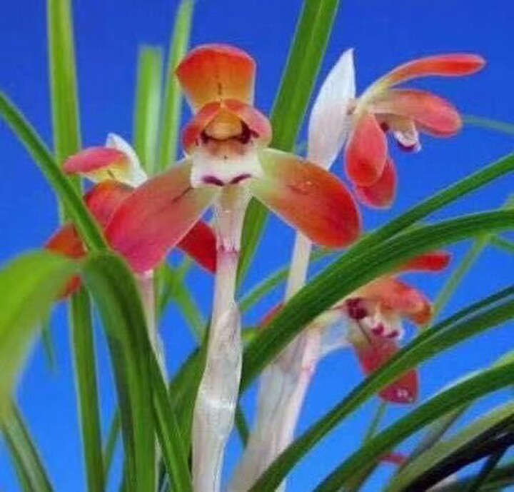 兰花春兰红色花女雏一苗120元