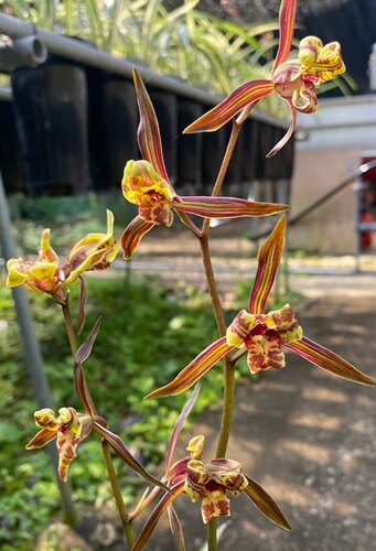 兰花墨兰红三星磁白艺偶尔出叶蝶花艺双全线艺一苗 68包邮