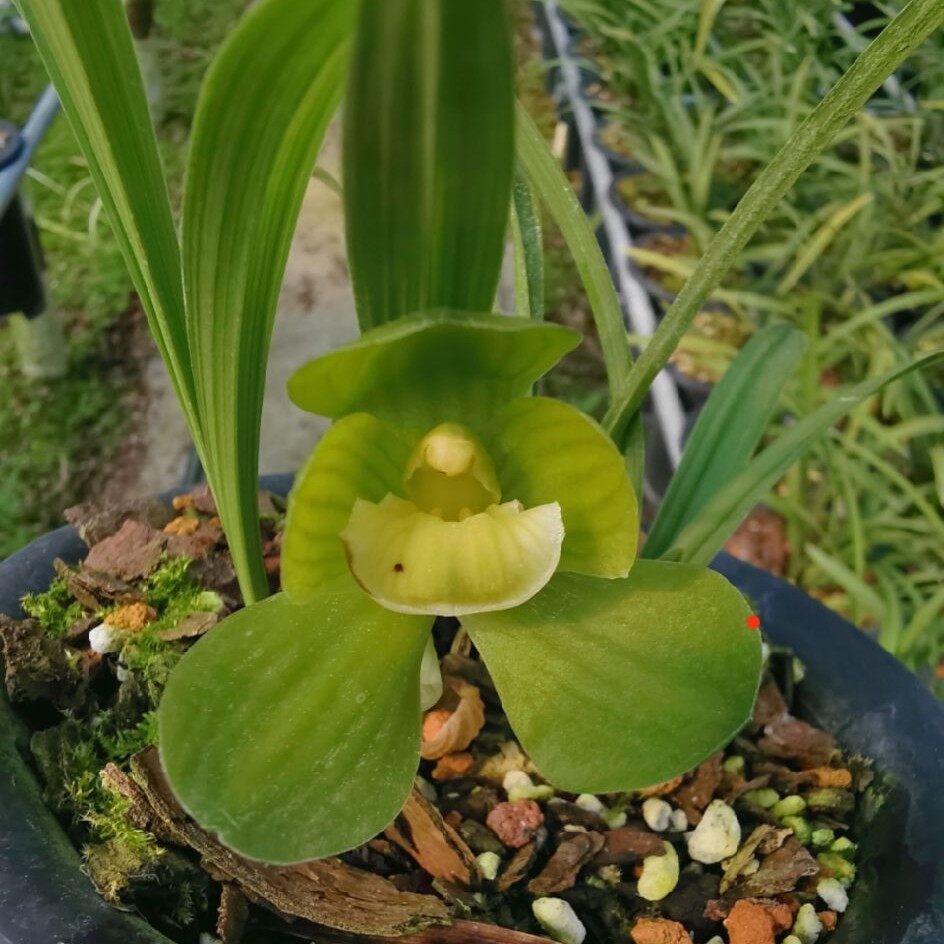 鲜花兰花春兰素心荷瓣花正常开2朵素荷5苗左右为一盆60为一口价