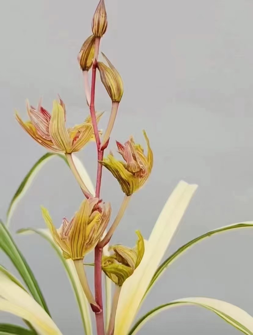 兰花花卉花艺双全寒兰奇花线艺满堂红一苗120元