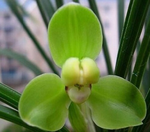 鲜花包邮 兰花苗 春兰梅瓣桃瓣 翠桃15元/苗