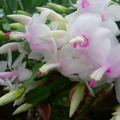 蟹爪兰盆栽带花苞多色绿植物室内四季开花蟹爪莲嫁接仙人掌三角柱 鲜花速递/花卉仿真/绿植园艺 时令草本花卉 原图主图