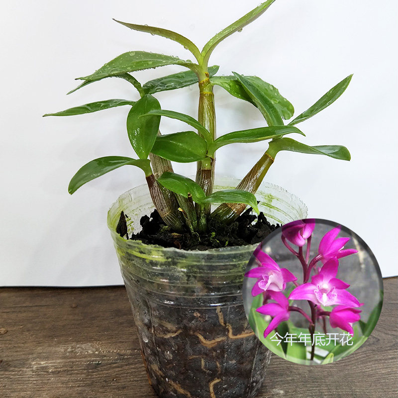澳洲香水石斛盆栽紫菀龟背麝香肿节鼓槌石斛苗卡特兰开花种苗室内