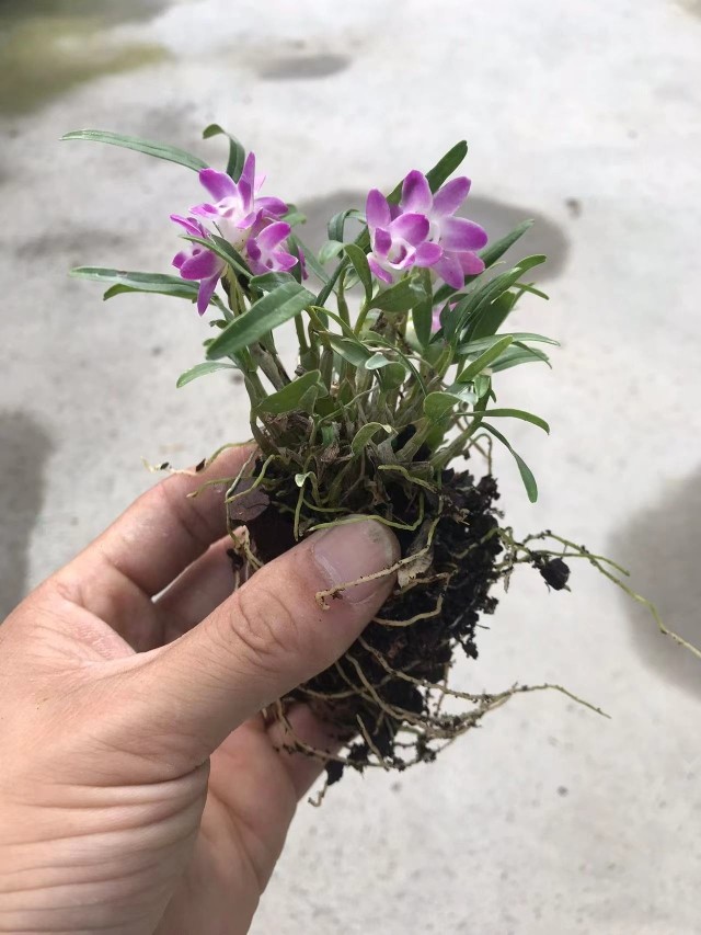 霍山米斛杯苗裸根苗红花石斛米斛