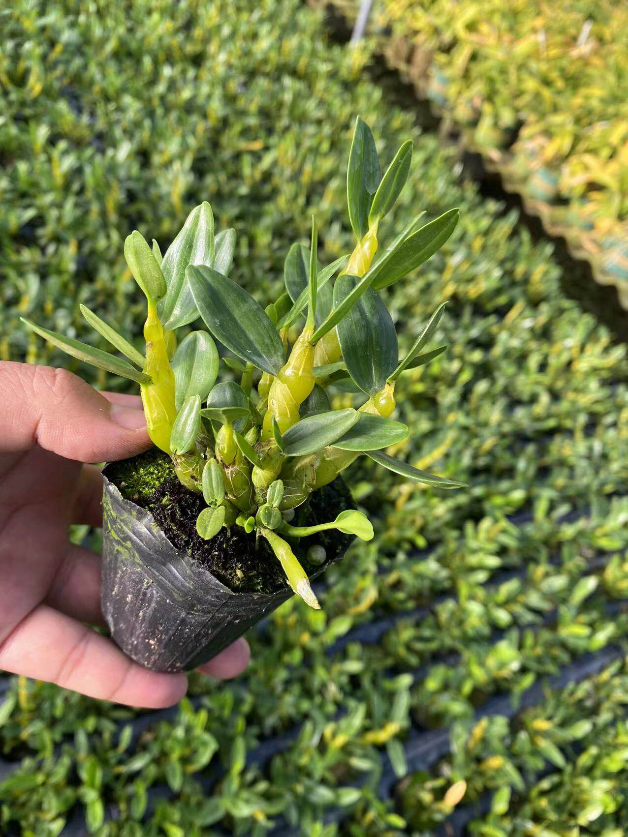 樱石斛扭瓣杯苗种苗石斛兰开花野