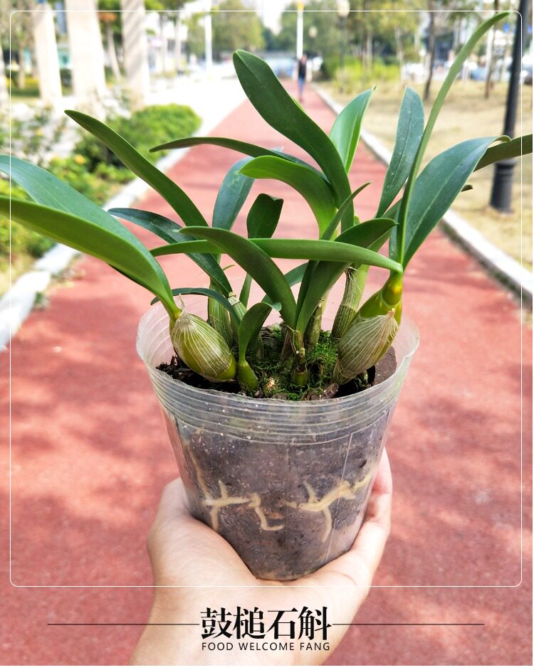 鼓槌石斛盆栽室内绿植种苗麝香石